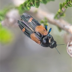 Castiarina pulchripes at Vincentia, NSW - 21 Dec 2024