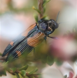 Castiarina pulchripes at Vincentia, NSW - 21 Dec 2024