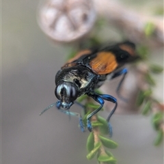 Castiarina pulchripes at Vincentia, NSW - 21 Dec 2024