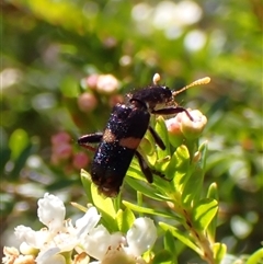 Eleale pulchra (Clerid beetle) at Cook, ACT - 20 Dec 2024 by CathB