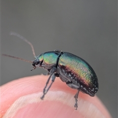 Unidentified Leaf beetle (Chrysomelidae) at Vincentia, NSW - 21 Dec 2024 by Miranda