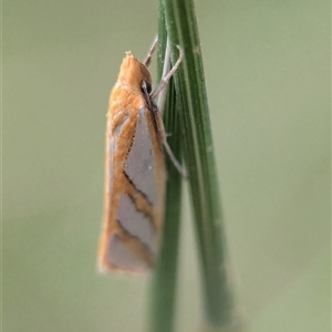 Unidentified Moth (Lepidoptera) at Vincentia, NSW by Miranda