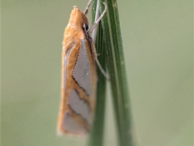 Thudaca obliquella (A Gelechioid moth (Hypertrophidae) at Vincentia, NSW - 21 Dec 2024 by Miranda