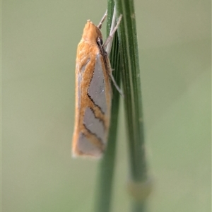 Thudaca obliquella at Vincentia, NSW - 21 Dec 2024