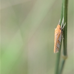 Thudaca obliquella at Vincentia, NSW - 21 Dec 2024 03:52 PM