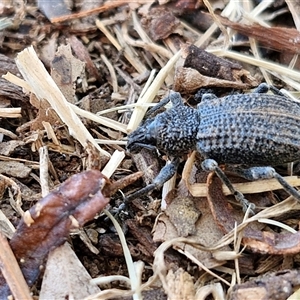 Unidentified Weevil (Curculionoidea) at Nulkaba, NSW by trevorpreston