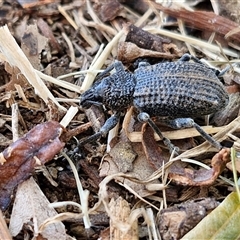 Prypnus (genus) at suppressed - 22 Dec 2024 05:00 PM