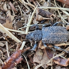 Prypnus (genus) at suppressed - 22 Dec 2024 05:00 PM