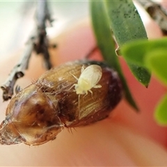 Unidentified Other true bug at Cook, ACT - 20 Dec 2024 by CathB