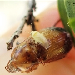 Miridae (family) at Cook, ACT - suppressed