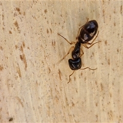 Unidentified Ant (Hymenoptera, Formicidae) at Nulkaba, NSW - 22 Dec 2024 by trevorpreston