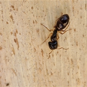 Unidentified Ant (Hymenoptera, Formicidae) at Nulkaba, NSW by trevorpreston