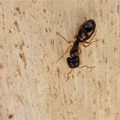 Camponotus sp. (genus) (A sugar ant) at Nulkaba, NSW - 22 Dec 2024 by trevorpreston