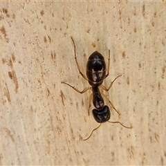 Camponotus sp. (genus) at Nulkaba, NSW - 22 Dec 2024 04:59 PM