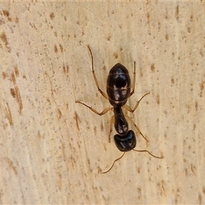 Camponotus sp. (genus) at Nulkaba, NSW - 22 Dec 2024 04:59 PM