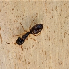 Camponotus sp. (genus) at Nulkaba, NSW - 22 Dec 2024 04:59 PM