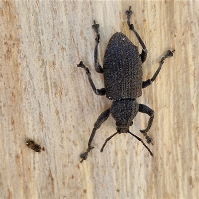 Unidentified Weevil (Curculionoidea) at Nulkaba, NSW - 22 Dec 2024 by trevorpreston