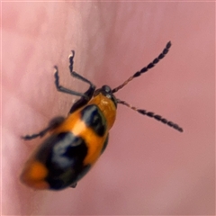 Dicranolaius (Genus) at Surf Beach, NSW - 22 Dec 2024 02:06 PM