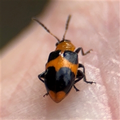 Dicranolaius (Genus) at Surf Beach, NSW - 22 Dec 2024 02:06 PM