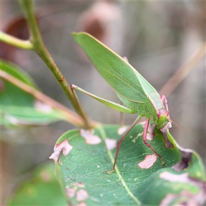 Torbia viridissima (Gum Leaf Katydid) at Surf Beach, NSW by Hejor1