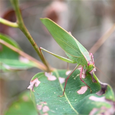 Torbia viridissima (Gum Leaf Katydid) at Surf Beach, NSW - 22 Dec 2024 by Hejor1