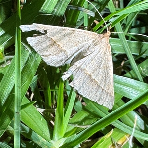 Epidesmia tryxaria at Batemans Bay, NSW - 21 Dec 2024