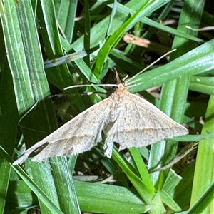 Epidesmia tryxaria at Batemans Bay, NSW - 21 Dec 2024