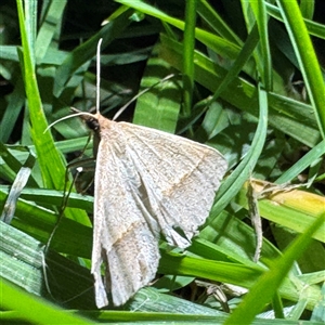 Epidesmia tryxaria at Batemans Bay, NSW - 21 Dec 2024