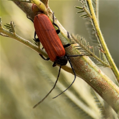 Eroschema poweri (A lycid-mimic Longhorn beetle) at Surf Beach, NSW - 22 Dec 2024 by Hejor1