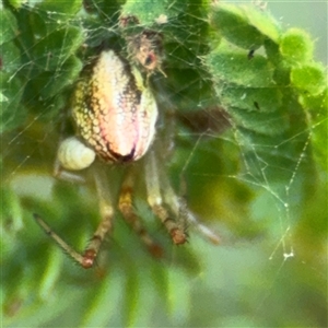 Theridion pyramidale at Surf Beach, NSW by Hejor1