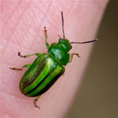 Calomela juncta (Leaf beetle) at Surf Beach, NSW - 22 Dec 2024 by Hejor1