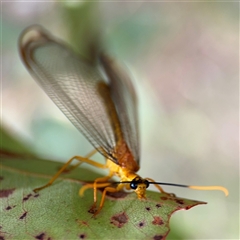 Nymphes myrmeleonoides at Surf Beach, NSW - 22 Dec 2024 by Hejor1