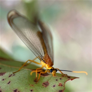 Nymphes myrmeleonoides at Surf Beach, NSW by Hejor1