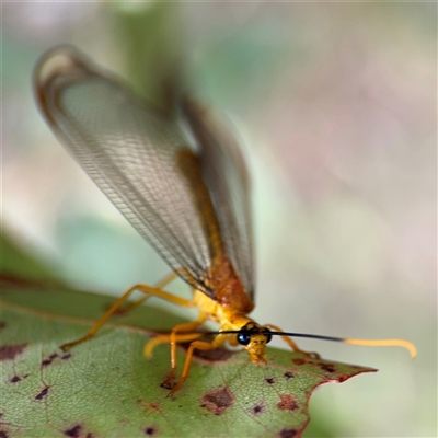 Nymphes myrmeleonoides at Surf Beach, NSW - 22 Dec 2024 by Hejor1