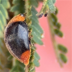 Cryptolaemus montrouzieri (Mealybug ladybird) at Surf Beach, NSW - 22 Dec 2024 by Hejor1