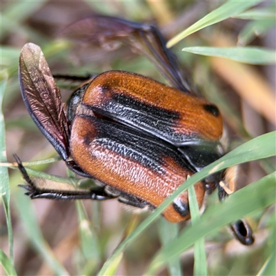 Chondropyga dorsalis (Cowboy beetle) at Surf Beach, NSW - 22 Dec 2024 by Hejor1