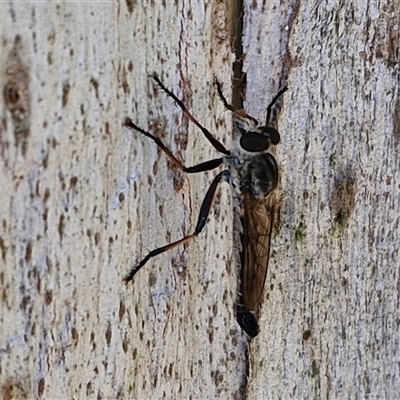 Unverified Robber fly (Asilidae) at Nulkaba, NSW - 22 Dec 2024 by trevorpreston