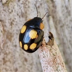 Paropsisterna beata (Blessed Leaf Beetle) at Nulkaba, NSW - 22 Dec 2024 by trevorpreston