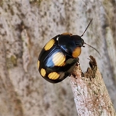 Paropsisterna beata at Nulkaba, NSW - 22 Dec 2024 04:58 PM