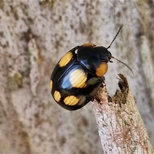 Paropsisterna beata at Nulkaba, NSW - 22 Dec 2024 04:58 PM