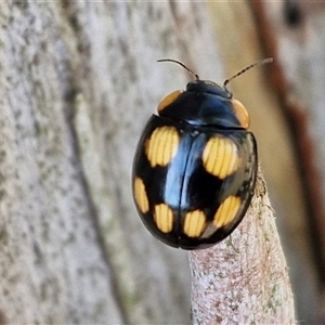 Paropsisterna beata at Nulkaba, NSW - 22 Dec 2024