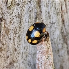 Paropsisterna beata at Nulkaba, NSW - 22 Dec 2024