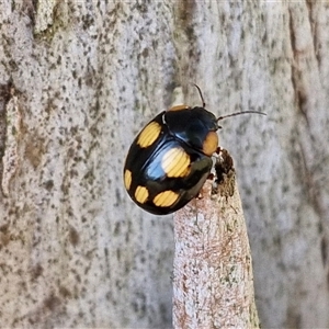 Paropsisterna beata at Nulkaba, NSW - 22 Dec 2024