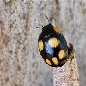 Paropsisterna beata at Nulkaba, NSW - 22 Dec 2024