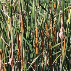 Typha domingensis at Nulkaba, NSW - 22 Dec 2024 by trevorpreston