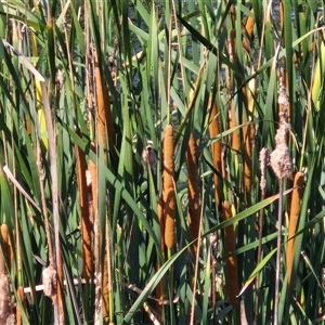 Unidentified Rush, Sedge or Mat Rush at Nulkaba, NSW by trevorpreston