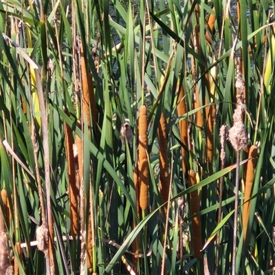 Unidentified Rush, Sedge or Mat Rush at Nulkaba, NSW - 22 Dec 2024 by trevorpreston