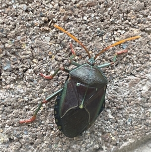 Musgraveia sulciventris (Bronze Orange Bug) at Phillip, ACT by shintoscared