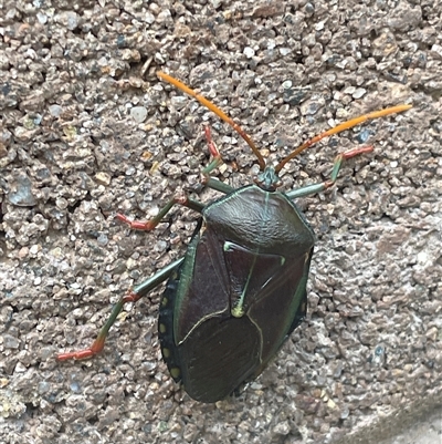 Unidentified Insect at Phillip, ACT - 22 Dec 2024 by shintoscared