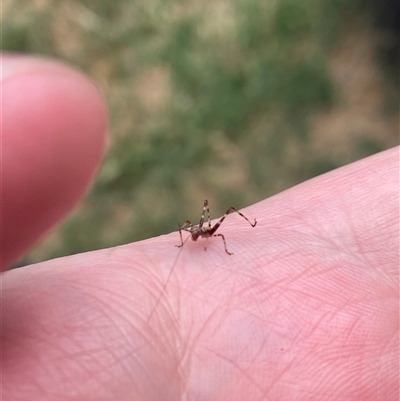 Unidentified Insect at Phillip, ACT - 4 Nov 2024 by shintoscared